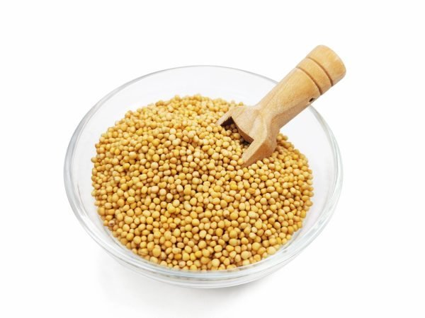 Mostaza Grano Portada scaled