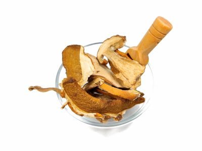 Boletus Portada scaled